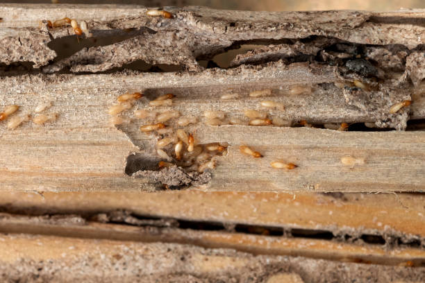 Best Insect Control  in Princeton, MO